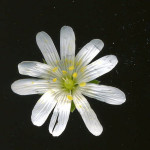 <em>Stellaria holostea</em> L. 02/04/2008