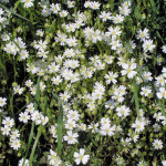 <em>Stellaria holostea</em> L. 25/04/2008