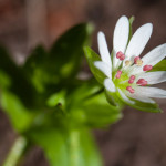 <em>Stellaria media</em> (L.) Vill. 13/05/2010