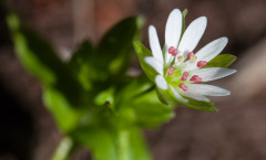 Stellaria media (L.) Vill. 13/05/2010