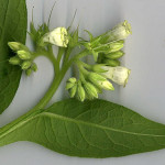 <em>Symphytum officinale</em> Lepech. 18/08/2010