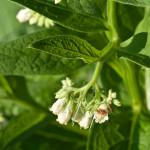 <em>Symphytum officinale</em> Lepech. 18/08/2010