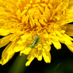 <em>Taraxacum</em> sect. <em>Ruderalia</em> 27/04/2010