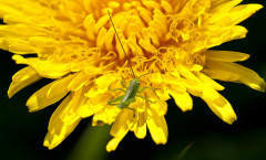 Taraxacum sect. Ruderalia 27/04/2010