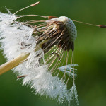 <em>Taraxacum</em> sect. <em>Ruderalia</em> 27/04/2010