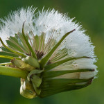 <em>Taraxacum</em> sect. <em>Ruderalia</em> 27/04/2010