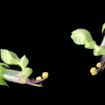 <em>Teucrium scorodonia</em> L. 01/08/2007