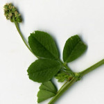 <em>Trifolium dubium</em> Sibth. 13/08/2009