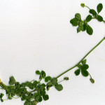 <em>Trifolium dubium</em> Sibth. 13/08/2009