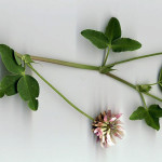 <em>Trifolium pratense</em> L. 28/08/2007