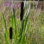 Typha latifolia L. 05/08/2010