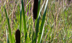 Typha latifolia L. 05/08/2010