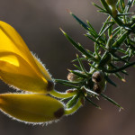 <em>Ulex minor</em> Roth 16/02/2010