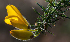 Ulex minor Roth 16/02/2010