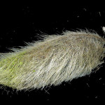 <em>Ulex minor</em> Roth 18/01/2009