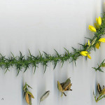 <em>Ulex minor</em> Roth 18/01/2009