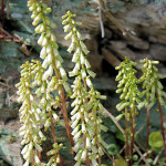 <em>Umbilicus rupestris</em> (Salisb.) Dandy 24/04/2009