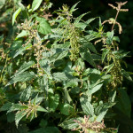 <em>Urtica dioica</em> L. 05/08/2010