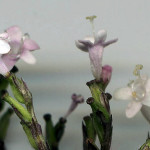 Valeriana officinalis L. 15/07/2008