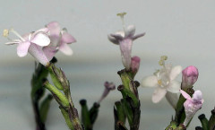 Valeriana officinalis L. 15/07/2008