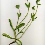 <em>Valerianella locusta</em> (L.) Laterr.