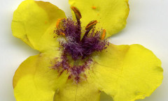 Verbascum blattaria L. 26/06/2010