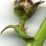 <em>Verbascum blattaria</em> L. 26/06/2010