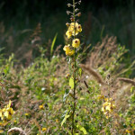 <em>Verbascum blattaria</em> L. 26/06/2010