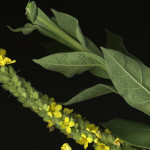 <em>Verbascum thapsus</em> L. 17/07/2010