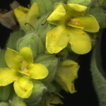 <em>Verbascum thapsus</em> L. 17/07/2010