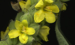 Verbascum thapsus L. 17/07/2010