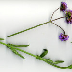 <em>Verbena bonariensis</em> L. 04/07/2010