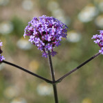 Verbena bonariensis L. 04/07/2010