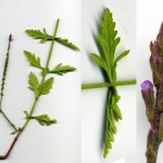 <em>Verbena officinalis</em> L. 18/08/2007