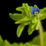 <em>Veronica arvensis</em> L. 20/05/2010