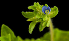 Veronica arvensis L. 20/05/2010