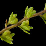 <em>Veronica arvensis</em> L. 20/05/2010