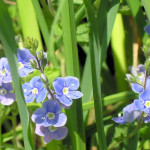 <em>Veronica chamaedrys</em> L. 26/04/2008