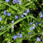 <em>Veronica chamaedrys</em> L. 26/04/2008