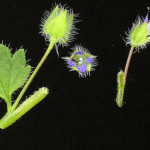 <em>Veronica hederifolia</em> L. 22/04/2008