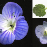 <em>Veronica persica</em> Poir. 25/08/2007