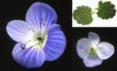 Veronica persica Poir. 25/08/2007