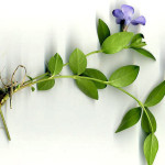 <em>Vinca minor</em> L. 02/04/2008