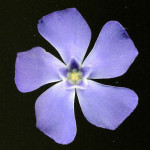 <em>Vinca minor</em> L. 02/04/2008