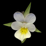 <em>Viola arvensis</em> Murray 07/09/2007