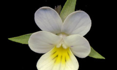 Viola arvensis Murray 07/09/2007