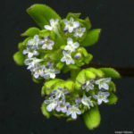 Valerianella locusta (L.) Laterr.