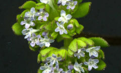 Valerianella locusta (L.) Laterr.