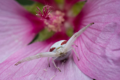 The crab-spider