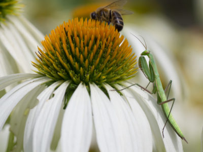 Mante juvénile posant pour son portrait